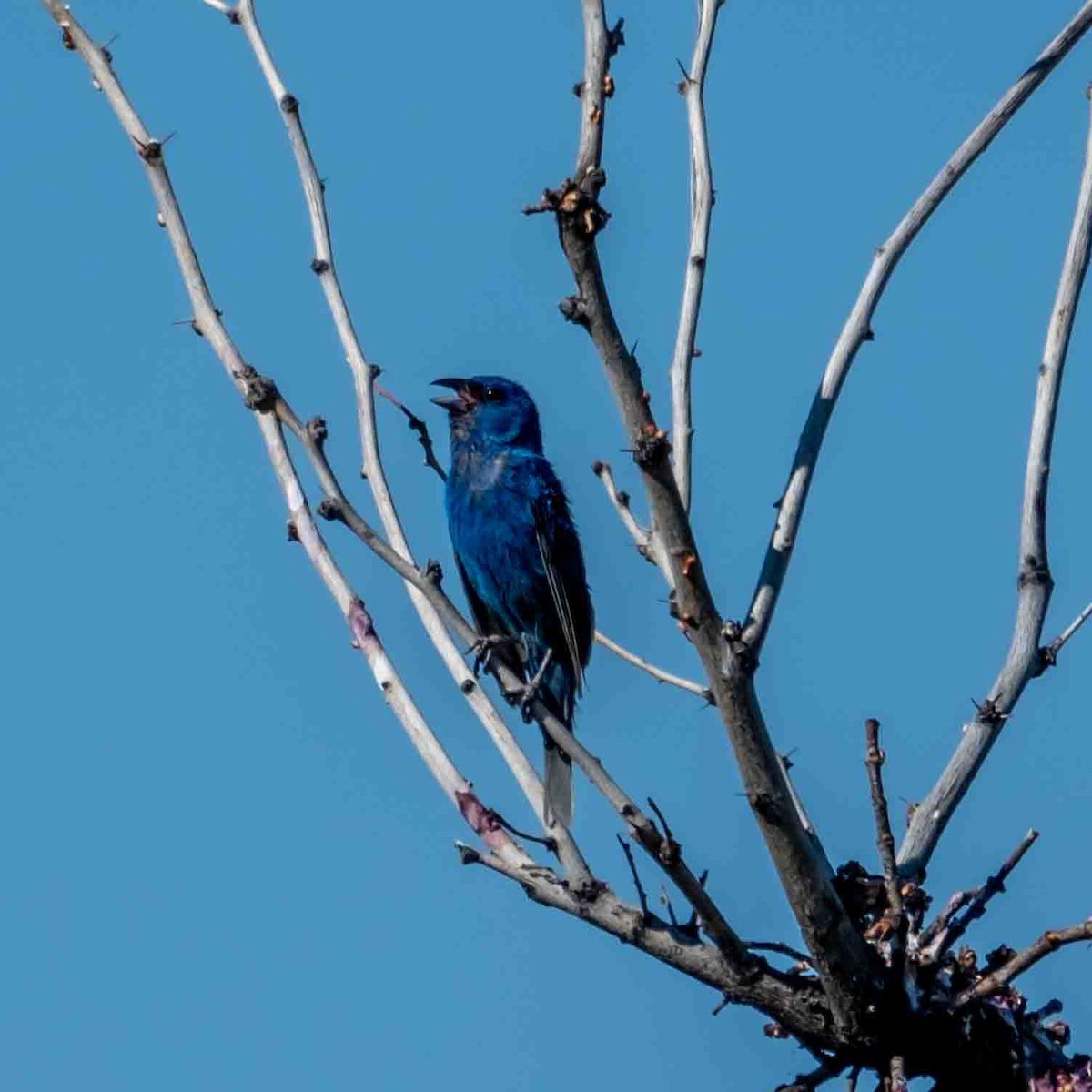 Indigo Bunting - ML620715138