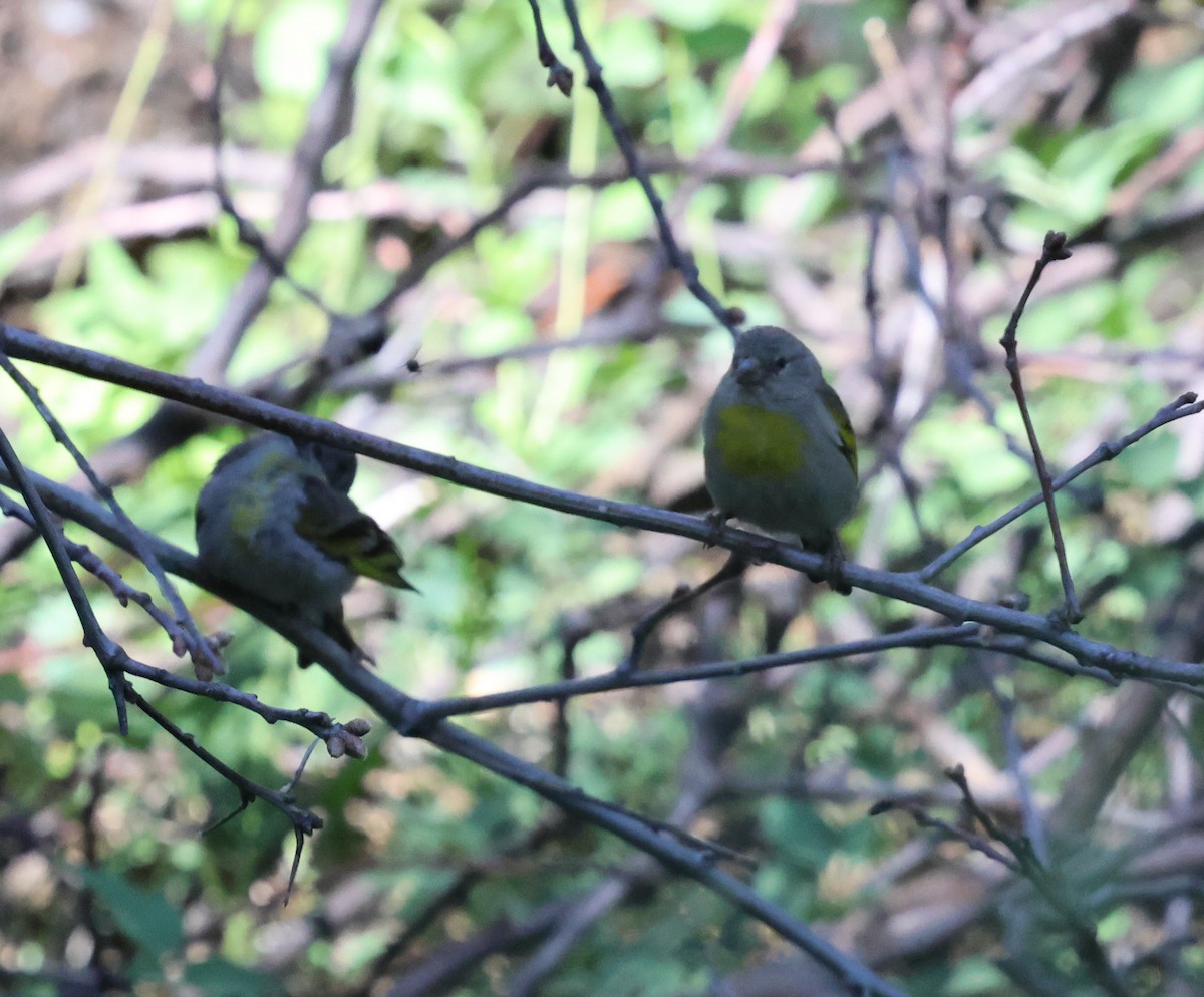 Lawrence's Goldfinch - ML620715139