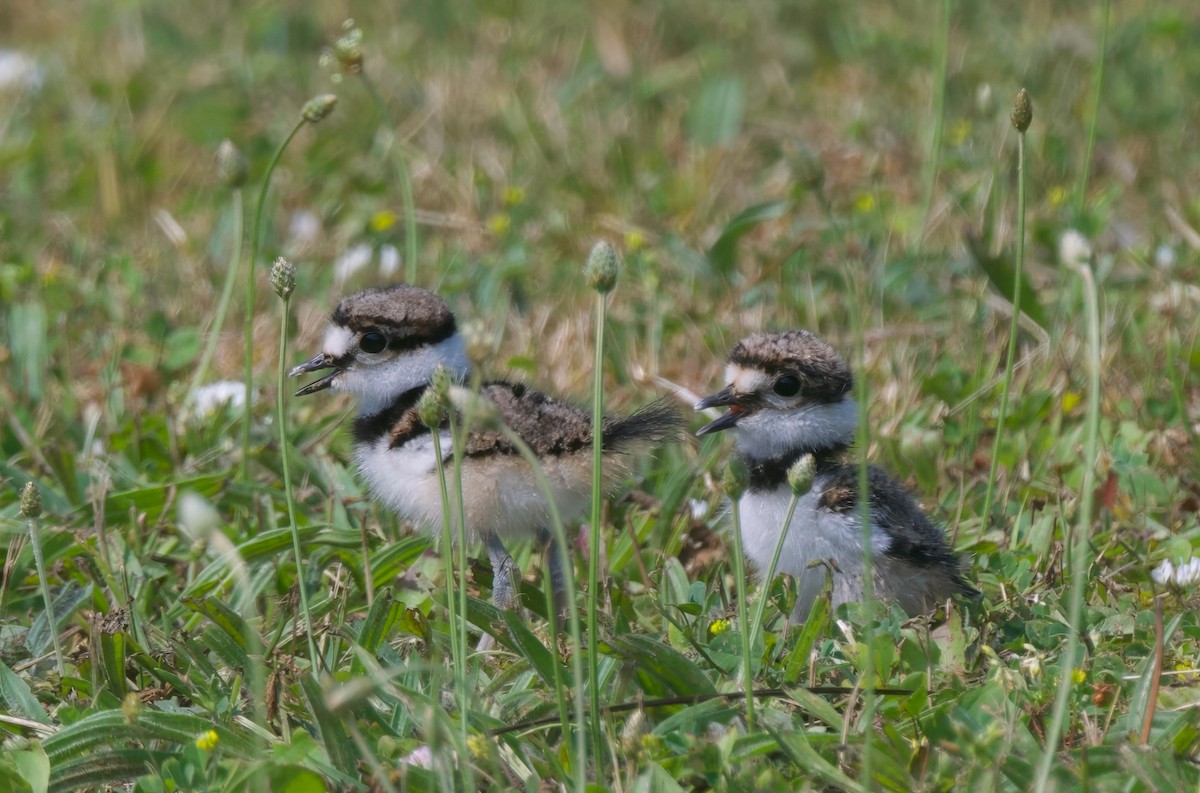 Killdeer - ML620715144