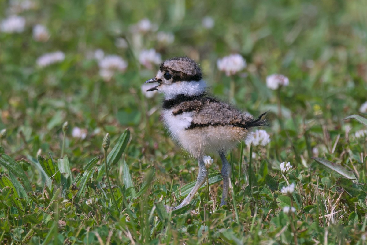 Killdeer - ML620715145