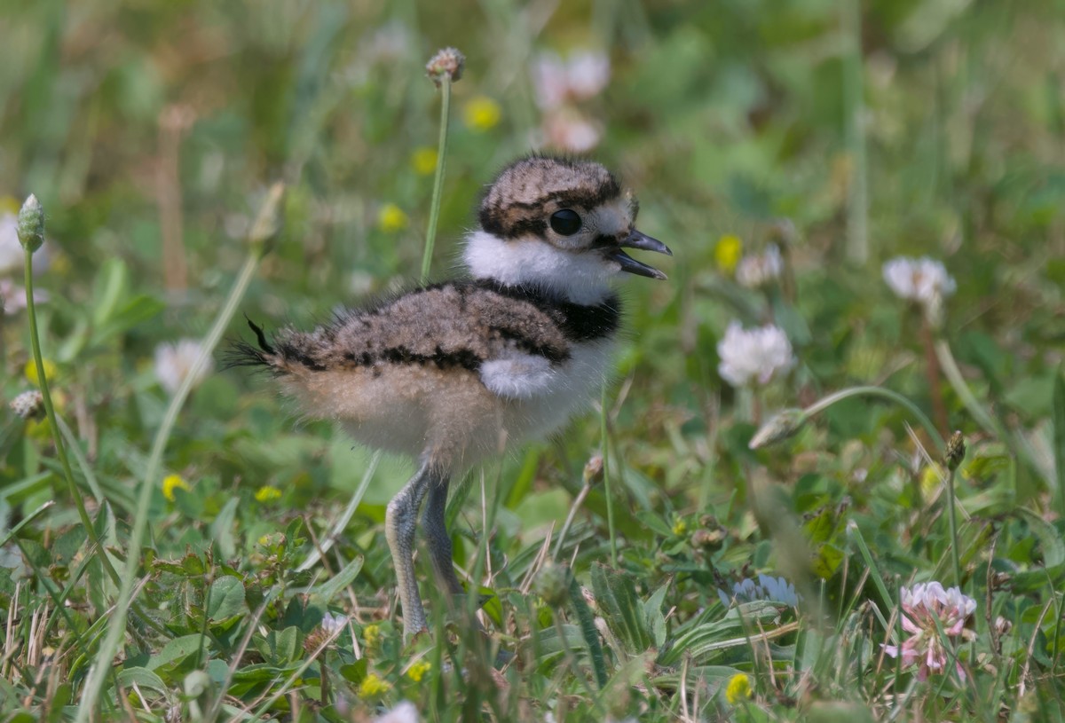 Killdeer - ML620715146