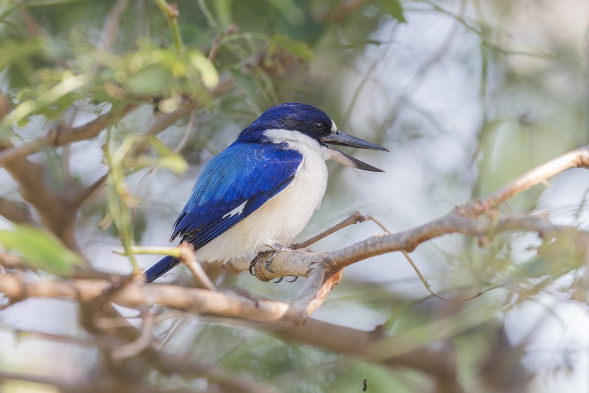 Forest Kingfisher - ML620715149
