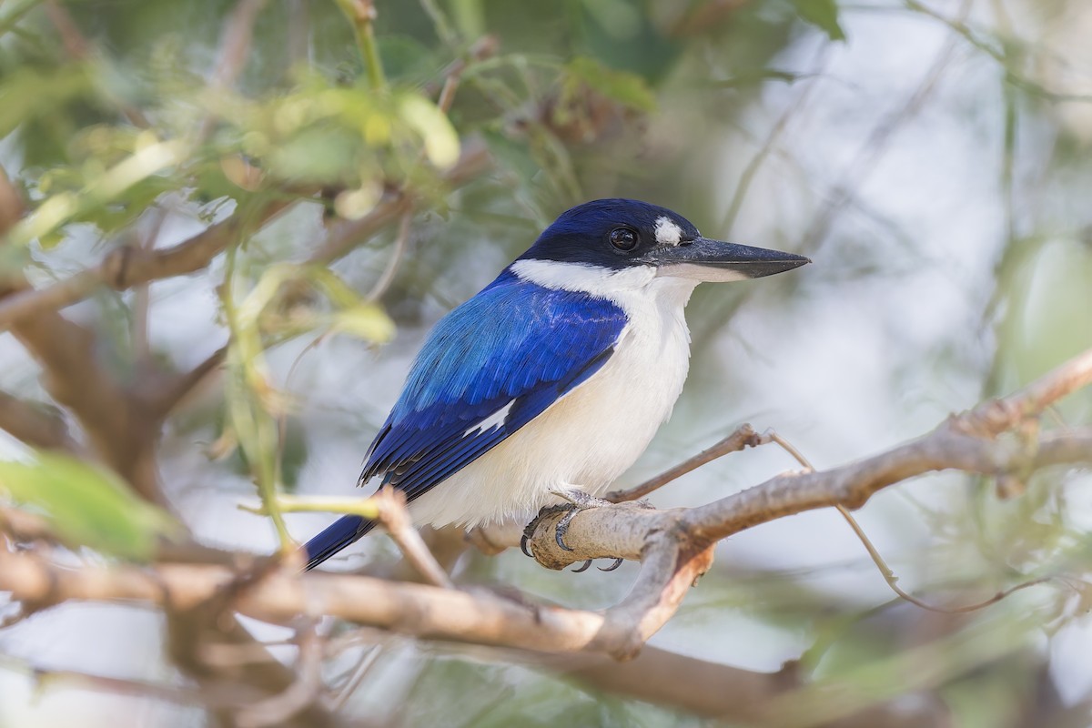 Forest Kingfisher - ML620715150