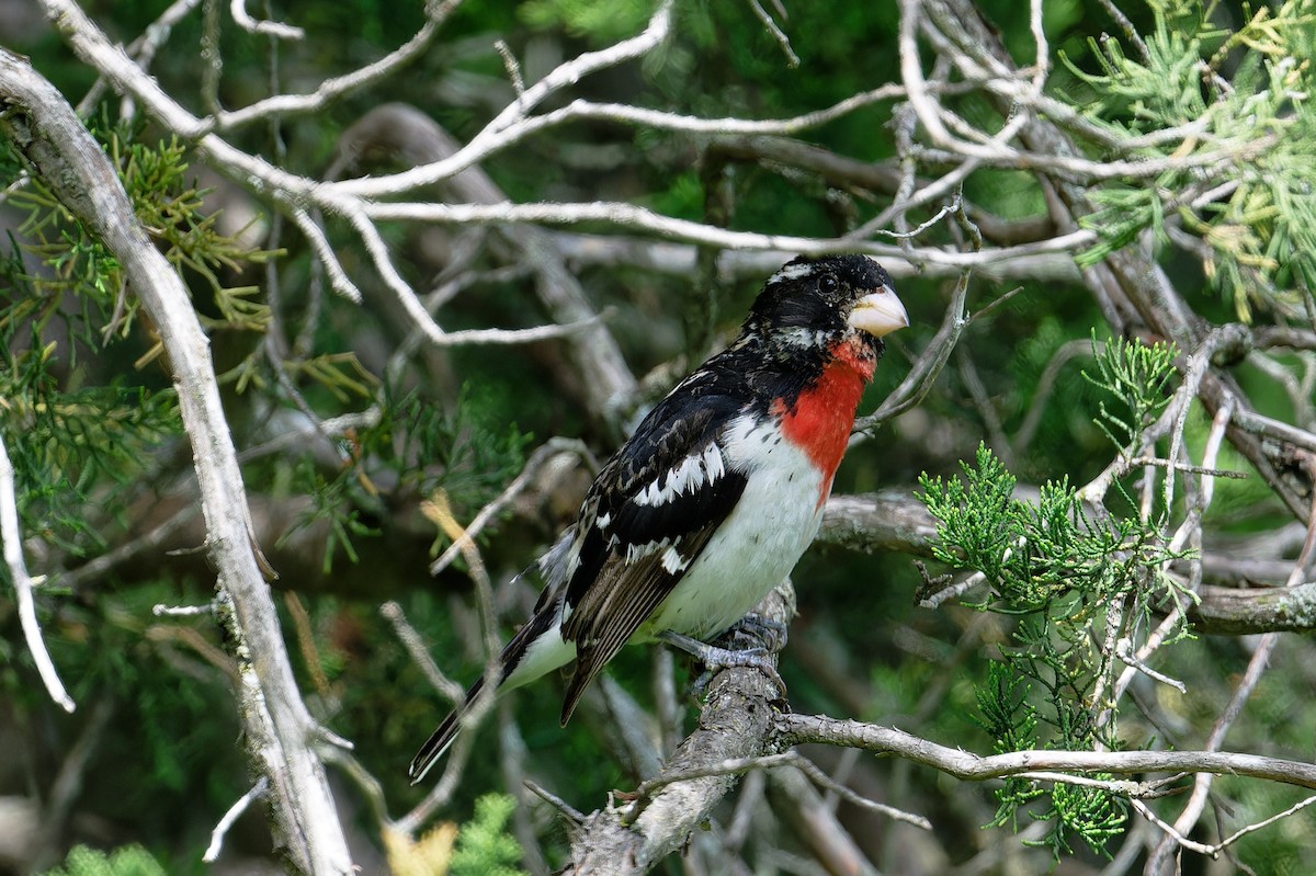 Rose-breasted Grosbeak - ML620715154