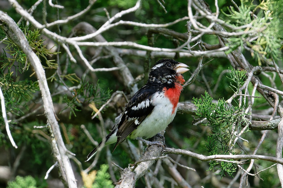 Cardinal à poitrine rose - ML620715155