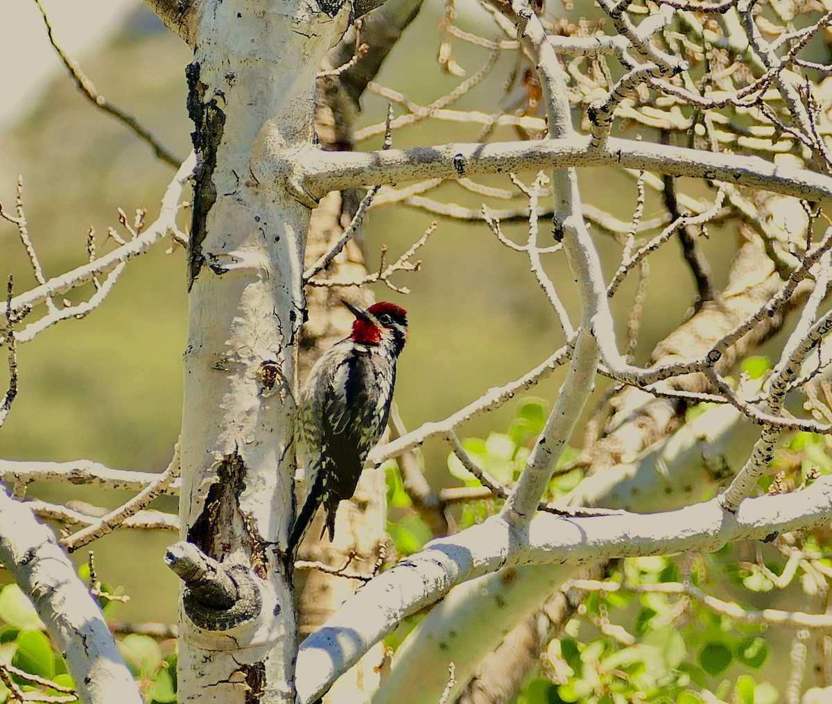 Red-naped Sapsucker - ML620715159