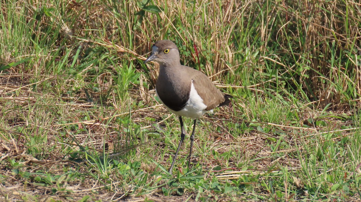 Senegal Lapwing - ML620715160