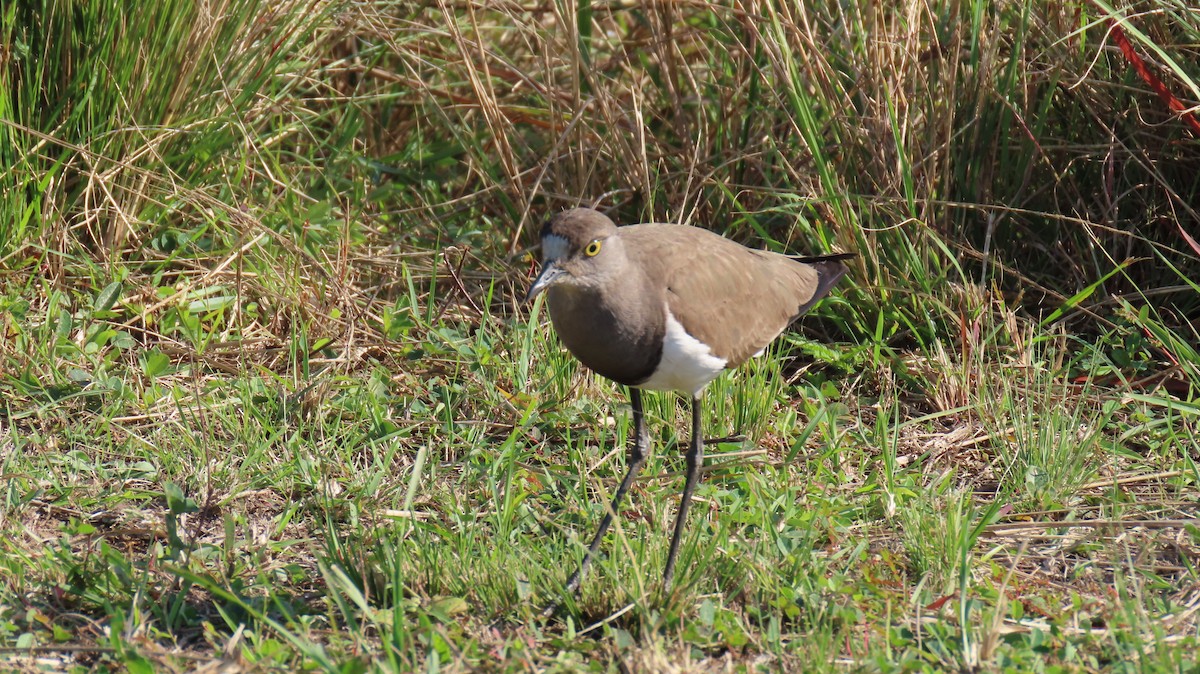 Senegal Lapwing - ML620715161