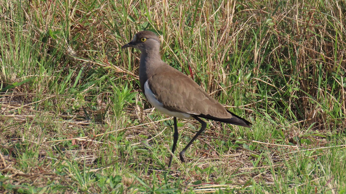 Senegal Lapwing - ML620715162