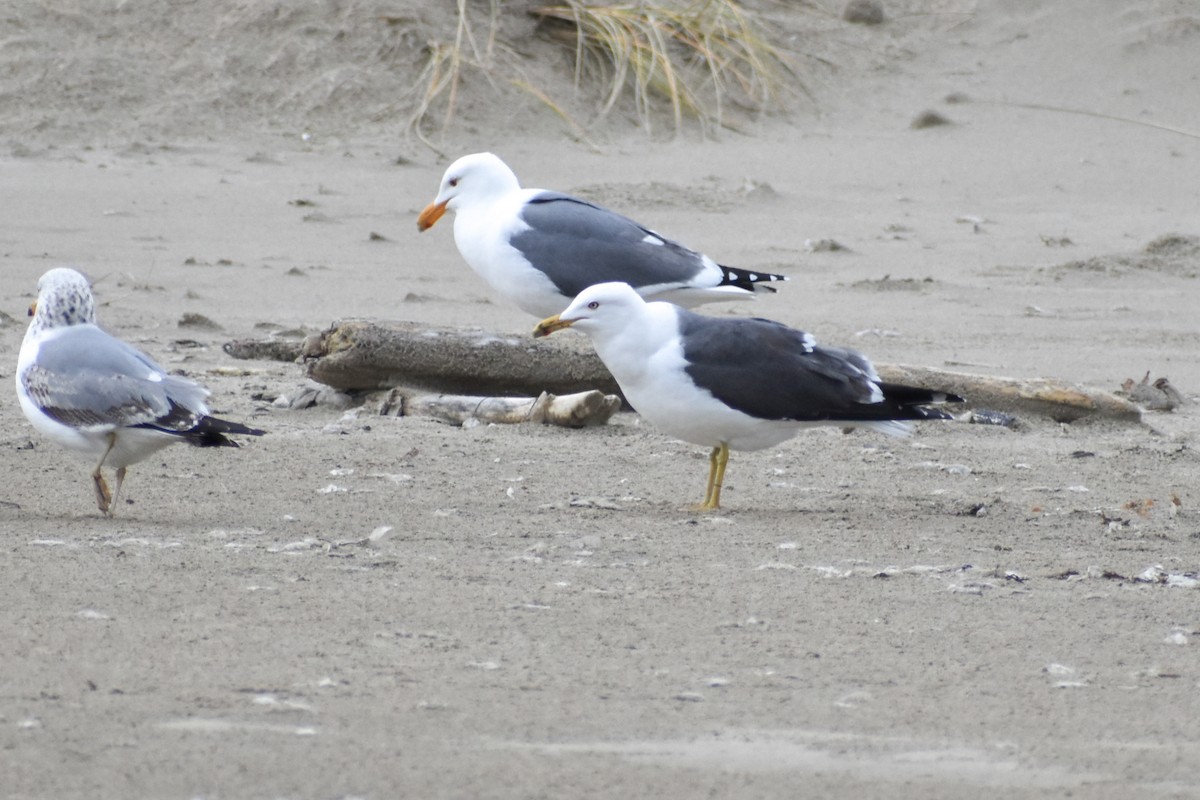 Lesser Black-backed Gull - ML620715163