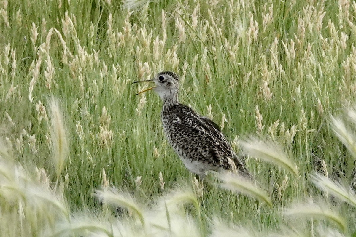 Upland Sandpiper - ML620715165