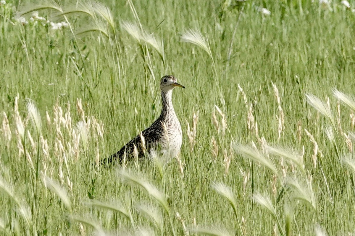 Прерийный кроншнеп - ML620715166