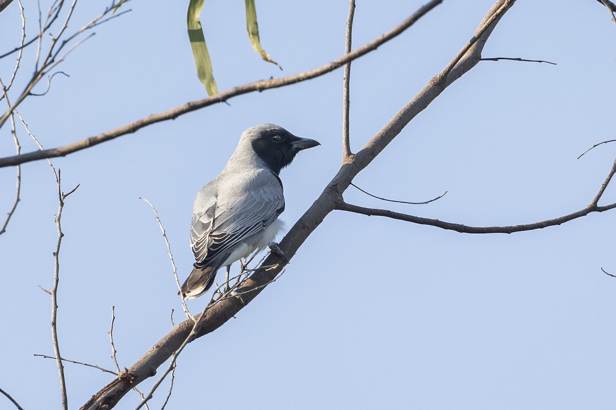 Black-faced Cuckooshrike - ML620715167