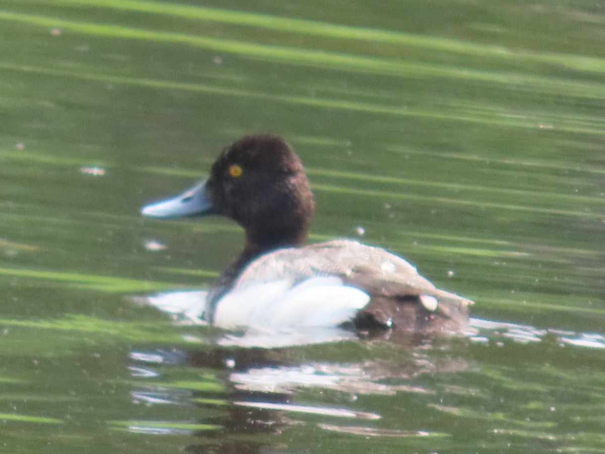 Lesser Scaup - ML620715169