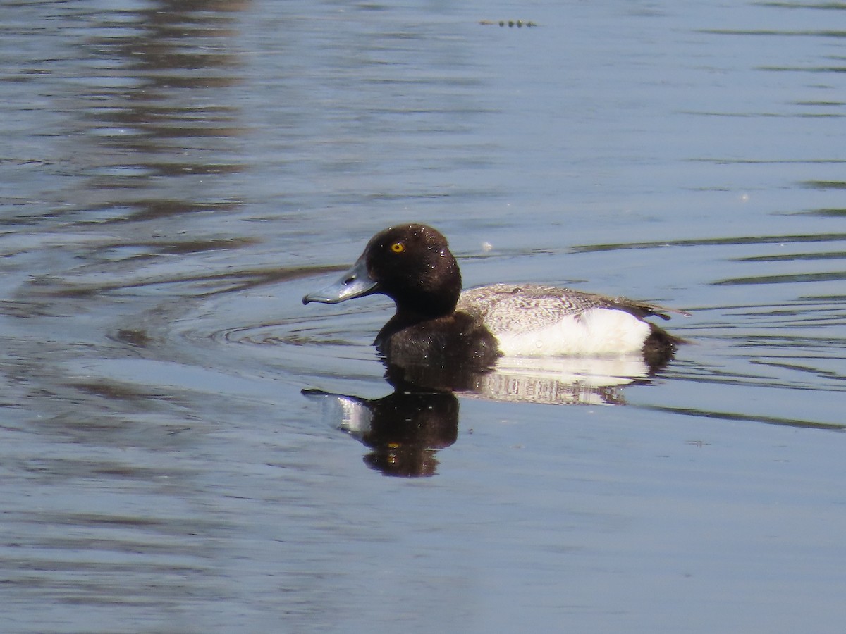 Lesser Scaup - ML620715170