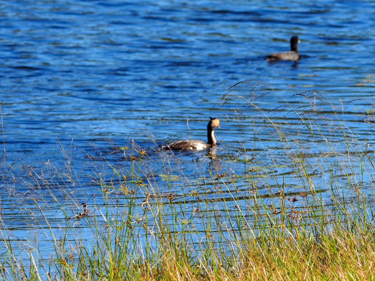 Great Crested Grebe - ML620715172