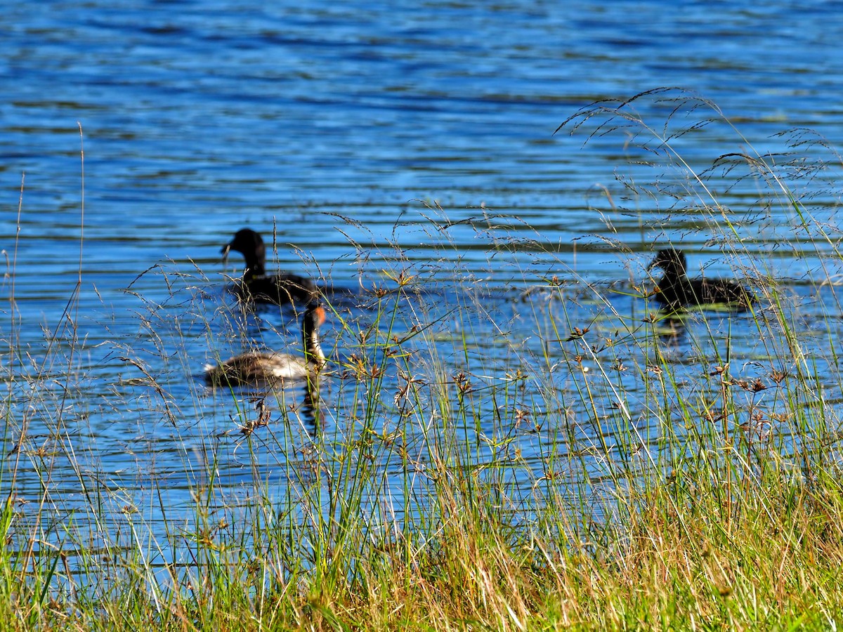 Great Crested Grebe - ML620715173