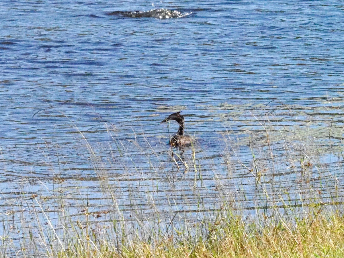 Great Crested Grebe - ML620715174