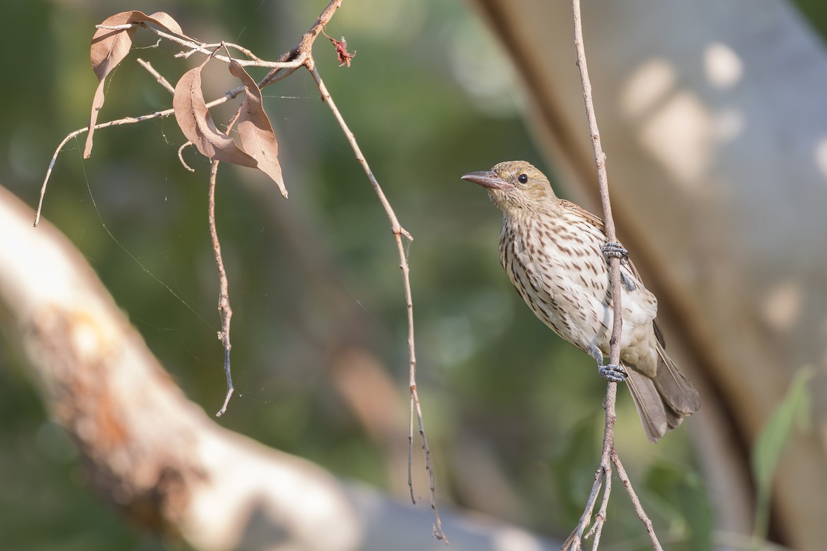 Olive-backed Oriole - ML620715178