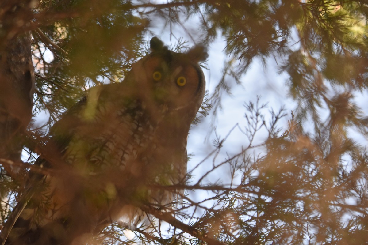 Long-eared Owl - Michael Schall