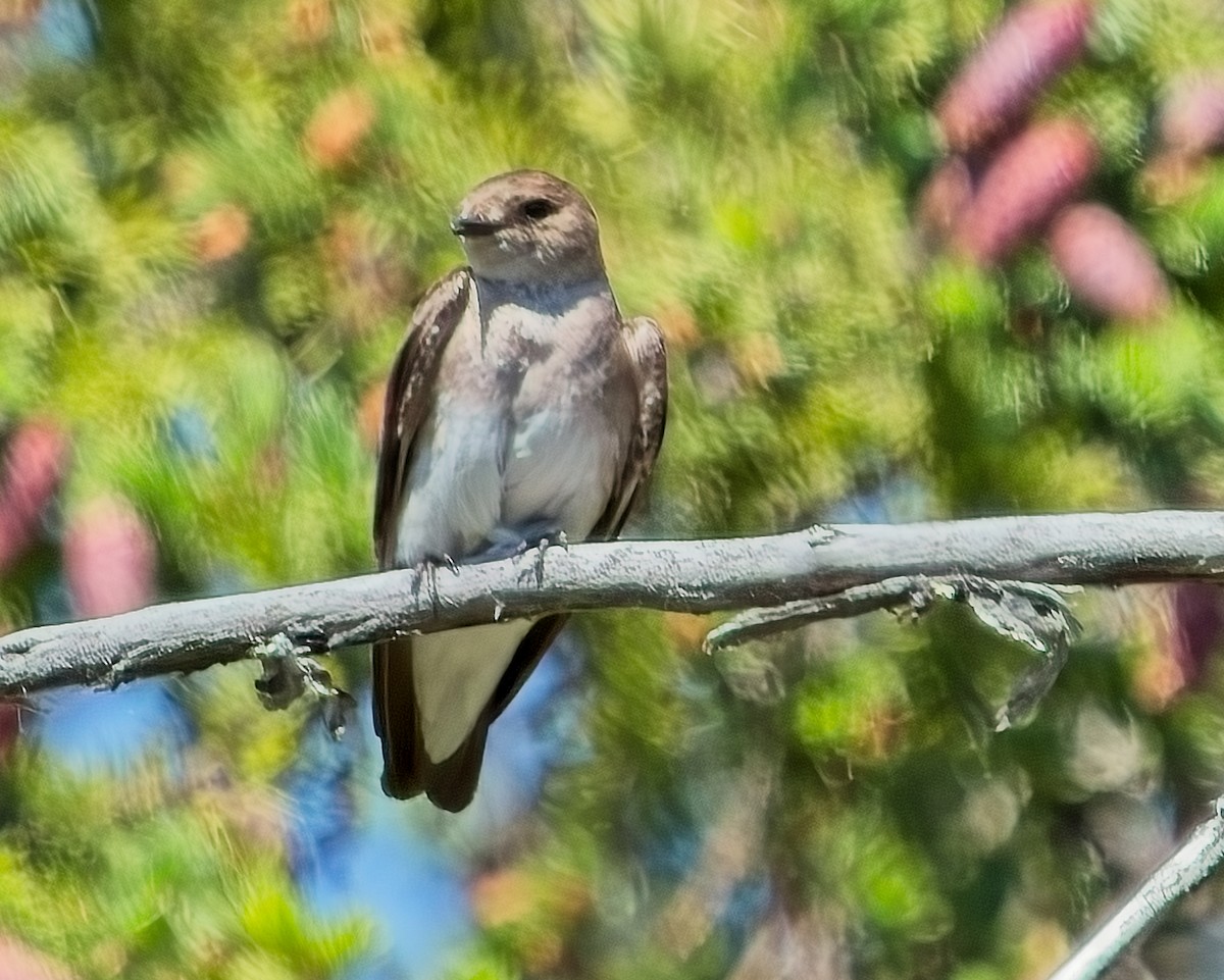 Northern Rough-winged Swallow - ML620715186