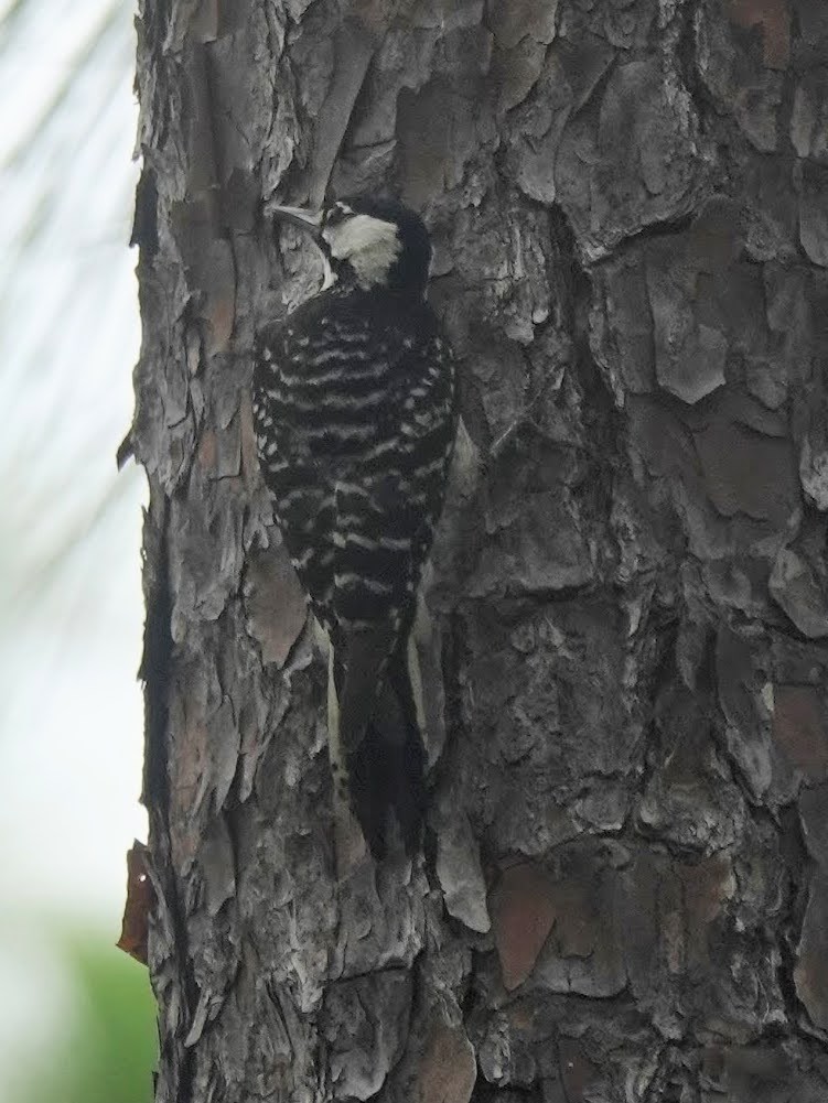 Red-cockaded Woodpecker - ML620715194