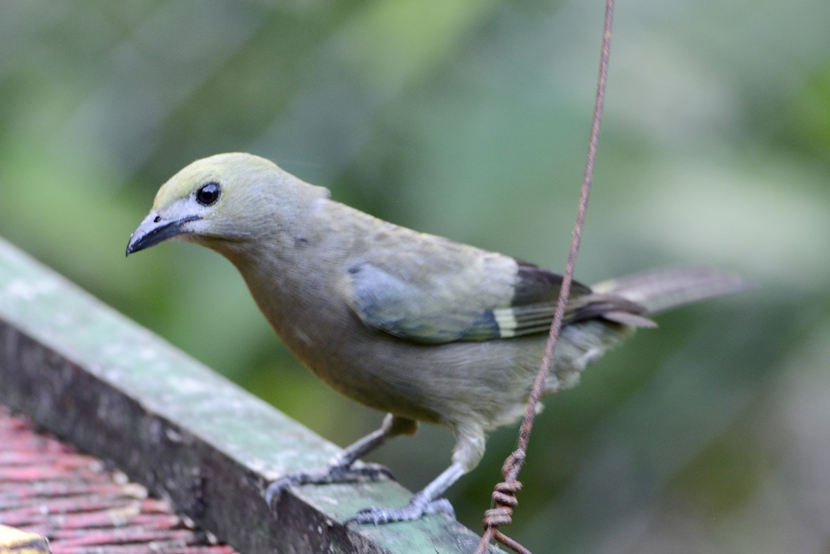 Palm Tanager - ML620715200