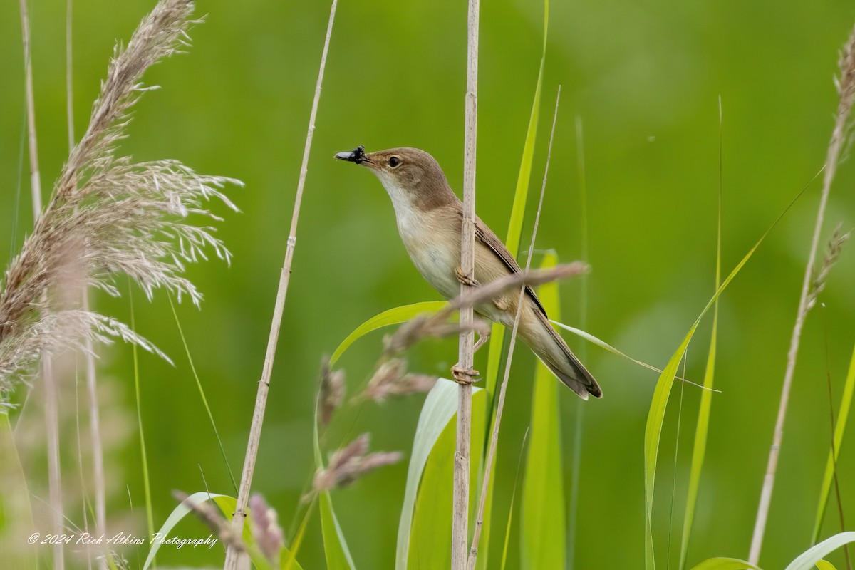 Common Reed Warbler - ML620715203