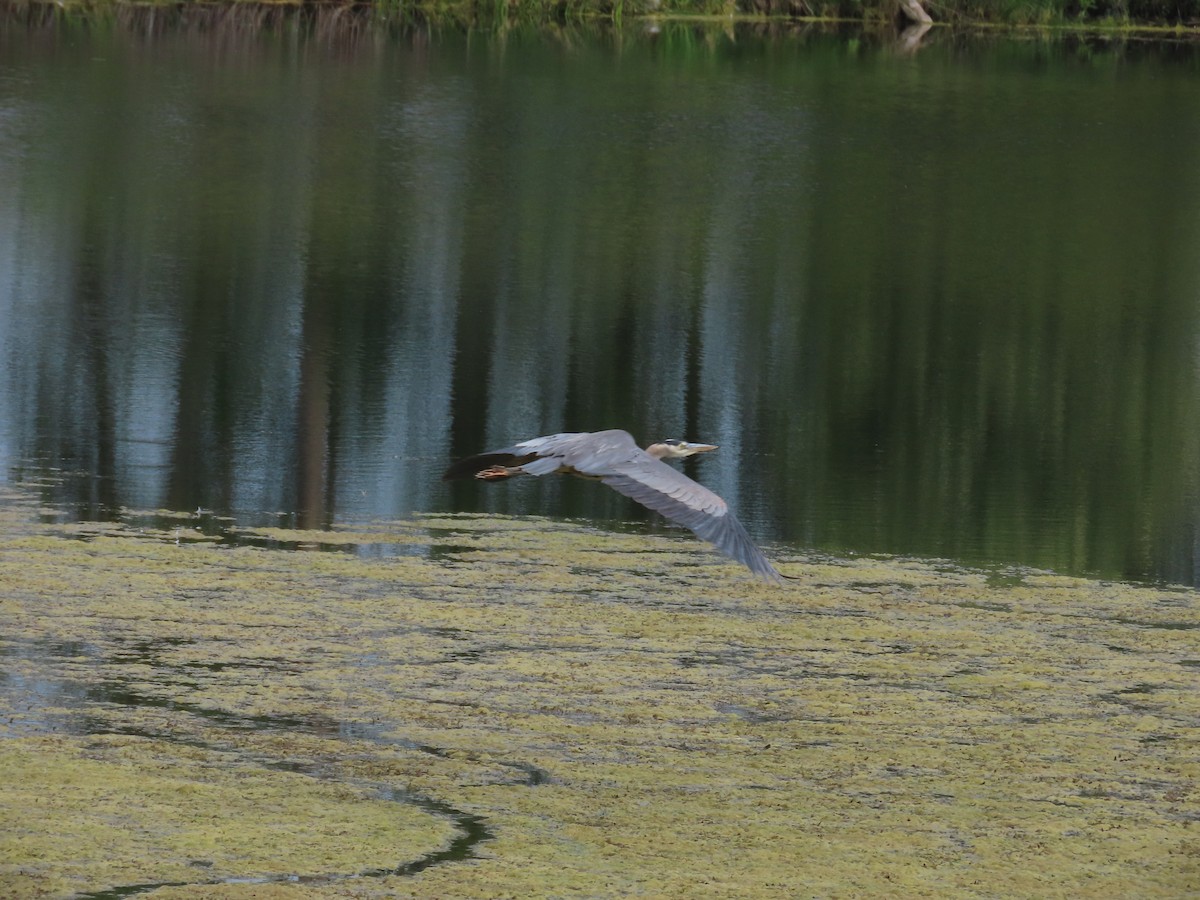 Great Blue Heron - ML620715206