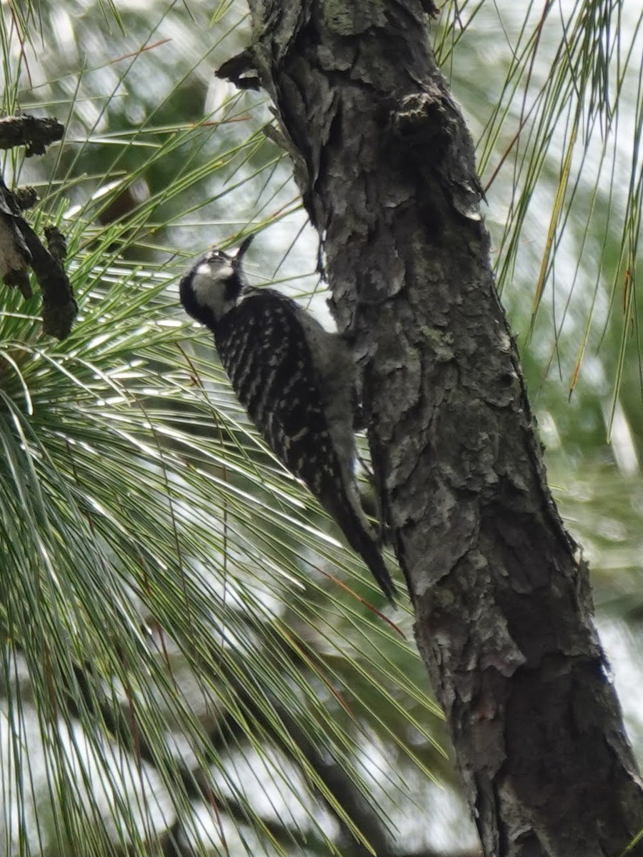 Red-cockaded Woodpecker - ML620715219