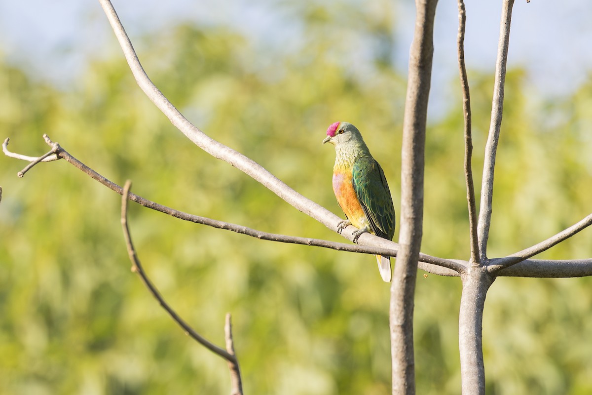 Rose-crowned Fruit-Dove - ML620715220