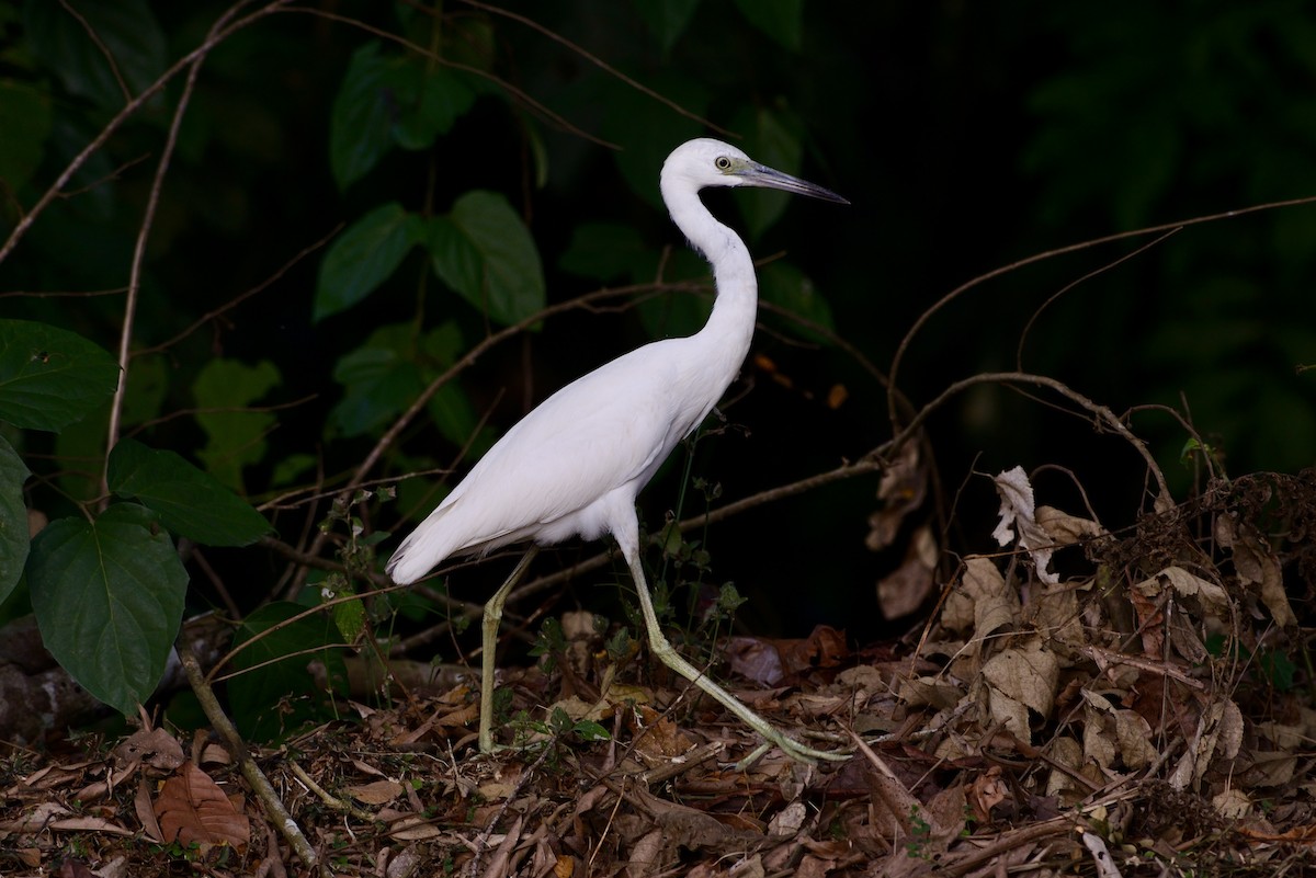 Little Blue Heron - ML620715224