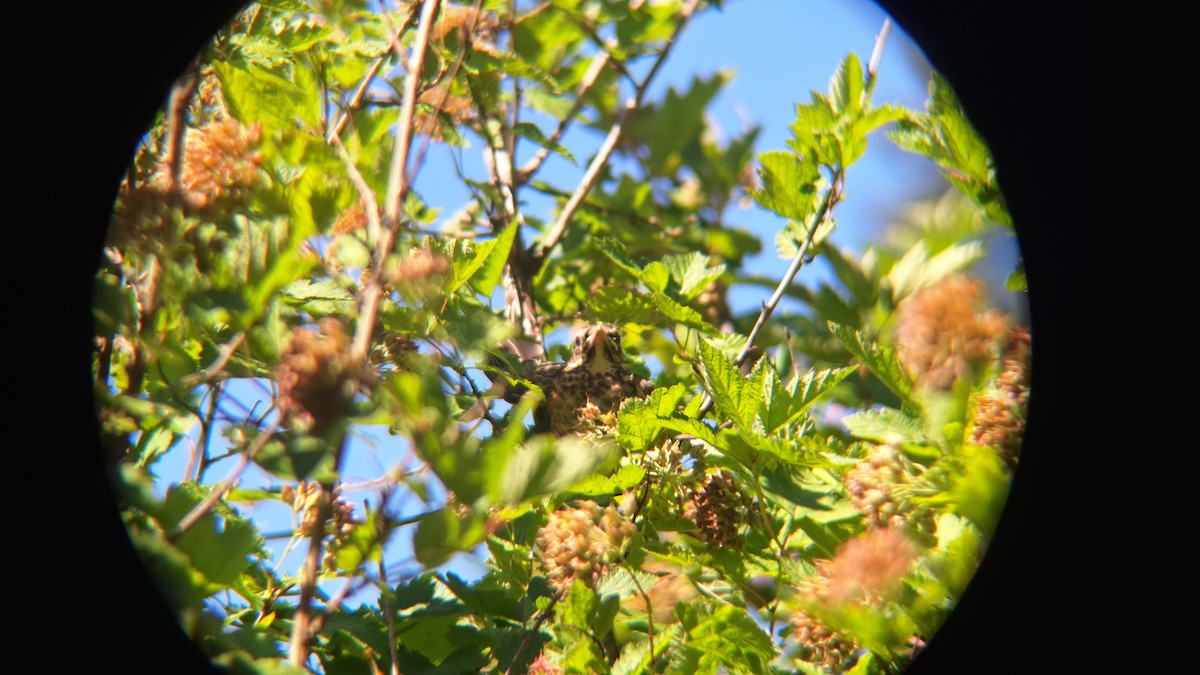 American Robin - ML620715228