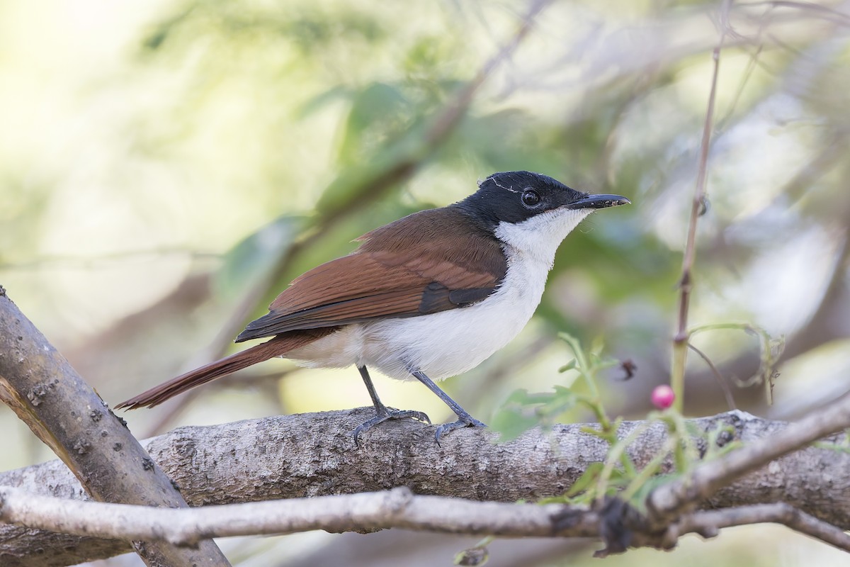 Shining Flycatcher - ML620715236