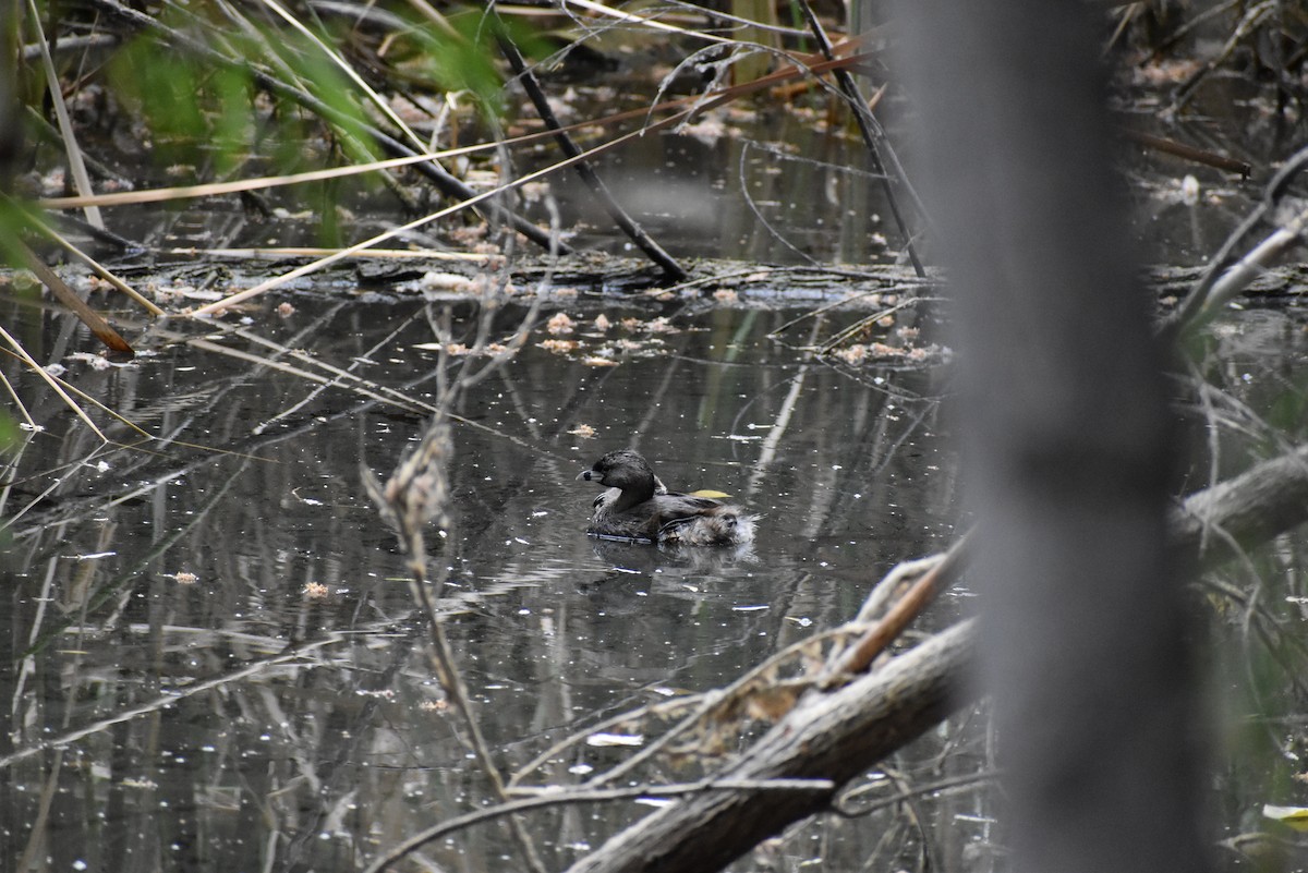 Pied-billed Grebe - Veronica Vasquez