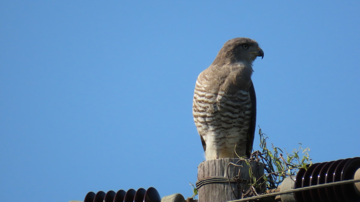 Fasciated Snake-Eagle - ML620715260