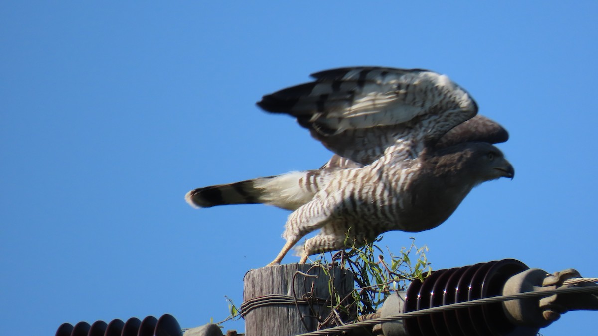 Fasciated Snake-Eagle - ML620715261