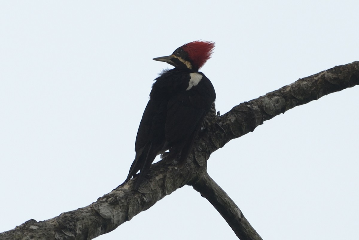 Lineated Woodpecker - ML620715263