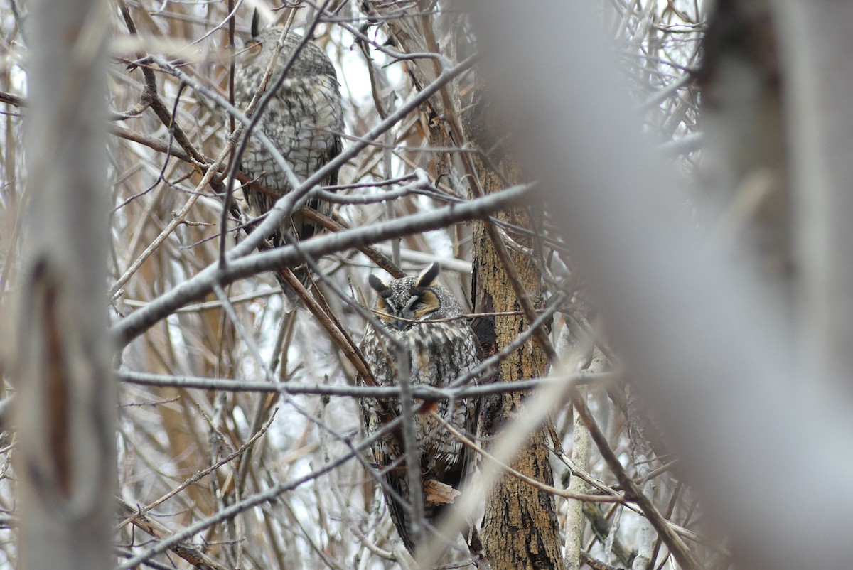 Long-eared Owl - ML620715264