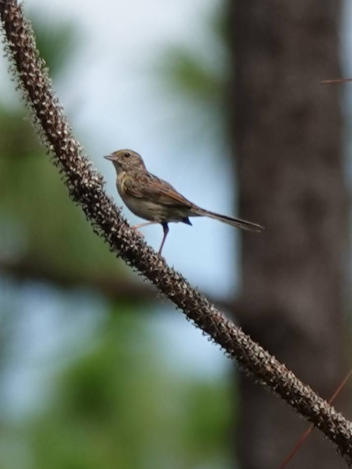 Bachman's Sparrow - A Baker