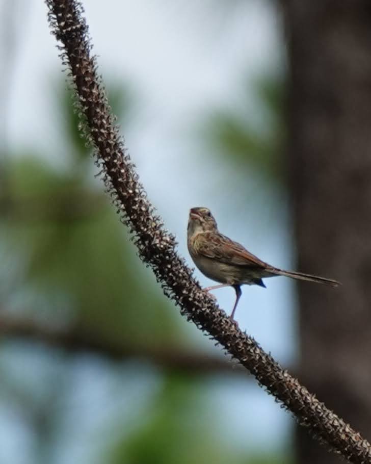 Bachman's Sparrow - ML620715266