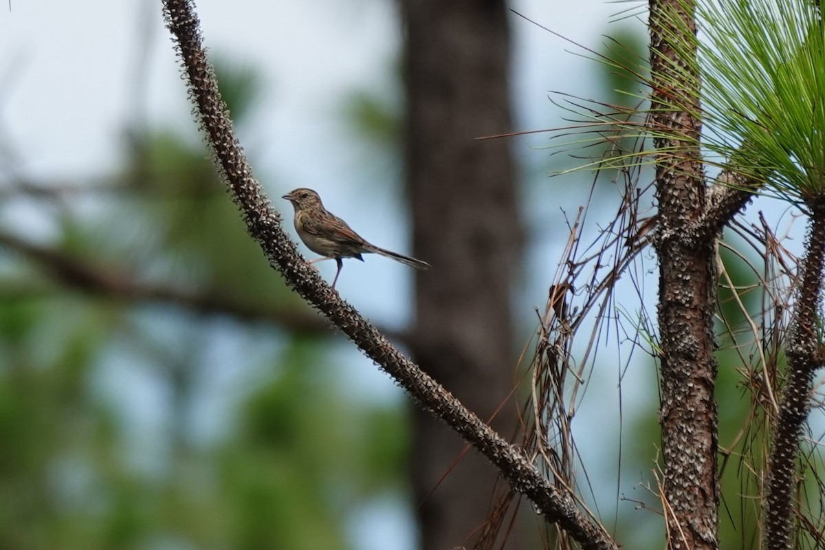 Bachman's Sparrow - ML620715267