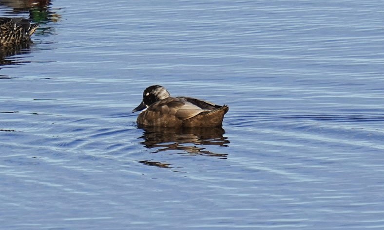 Canard colvert - ML620715269