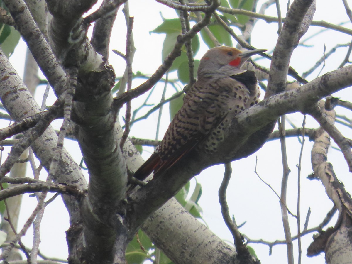 Northern Flicker (Red-shafted) - ML620715273