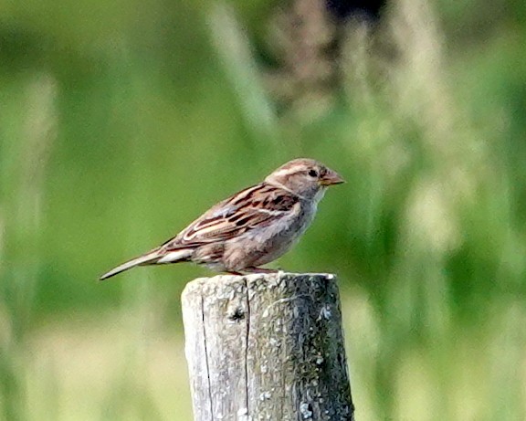 House Sparrow - ML620715275