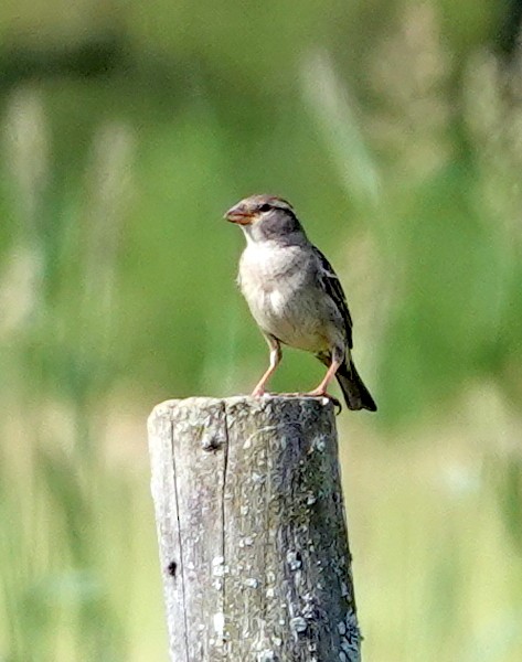 House Sparrow - ML620715276