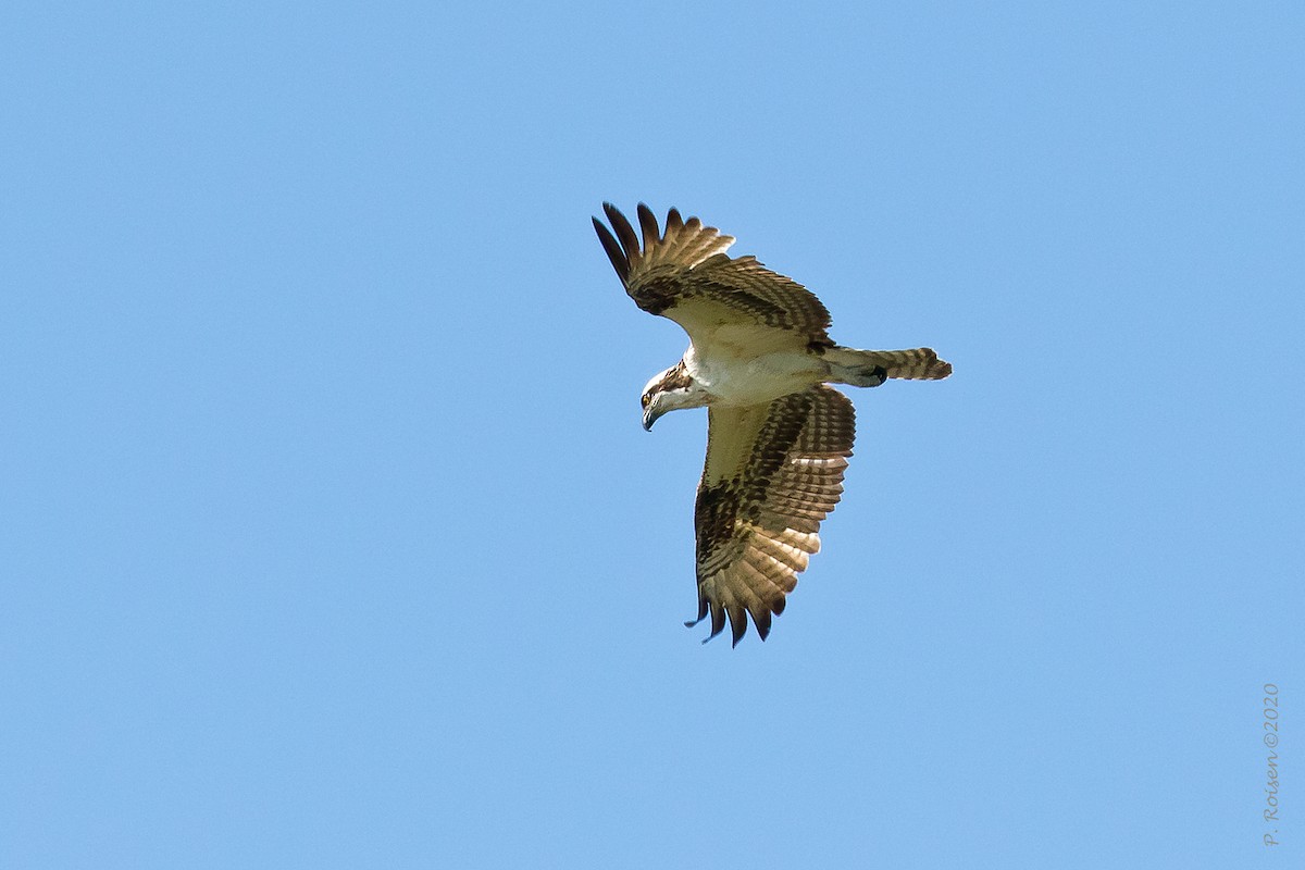 Águila Pescadora - ML620715278