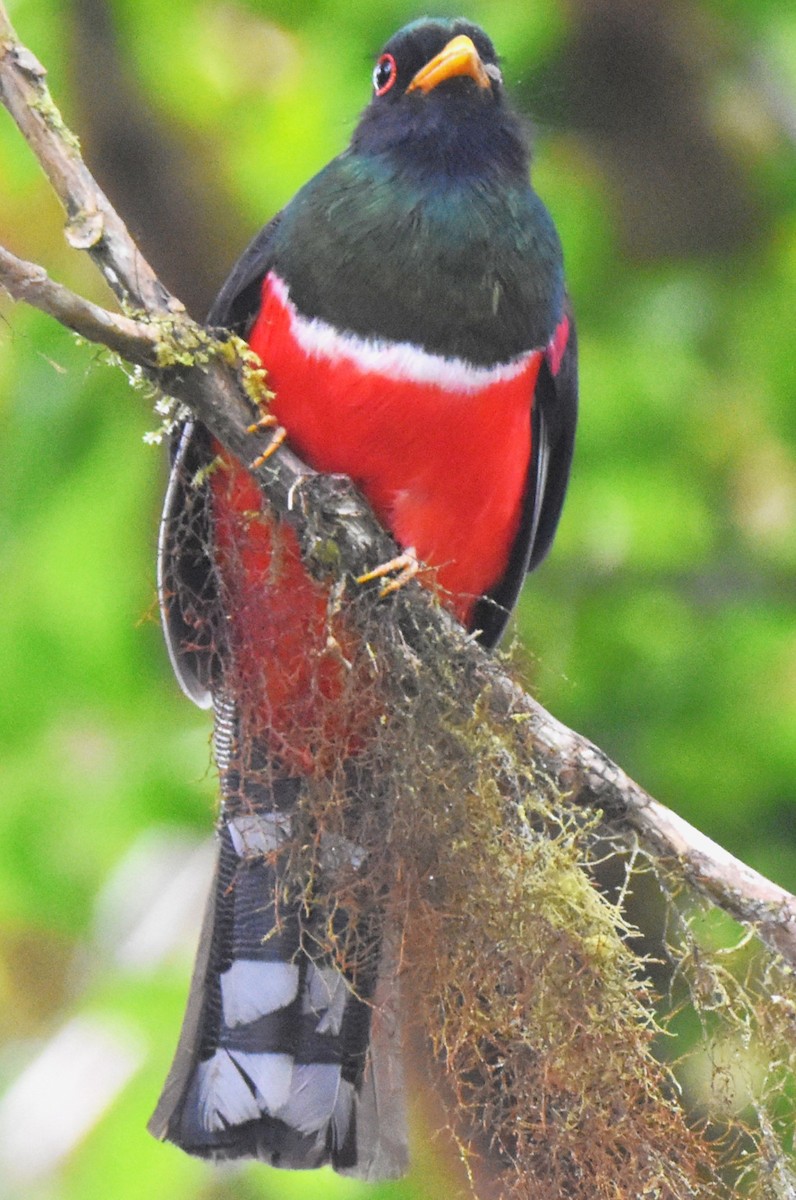 Maskeli Trogon - ML620715279