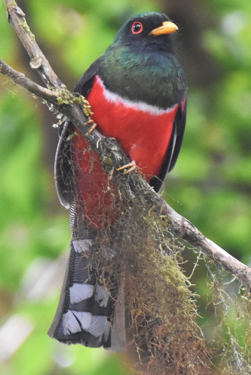 Maskeli Trogon - ML620715281