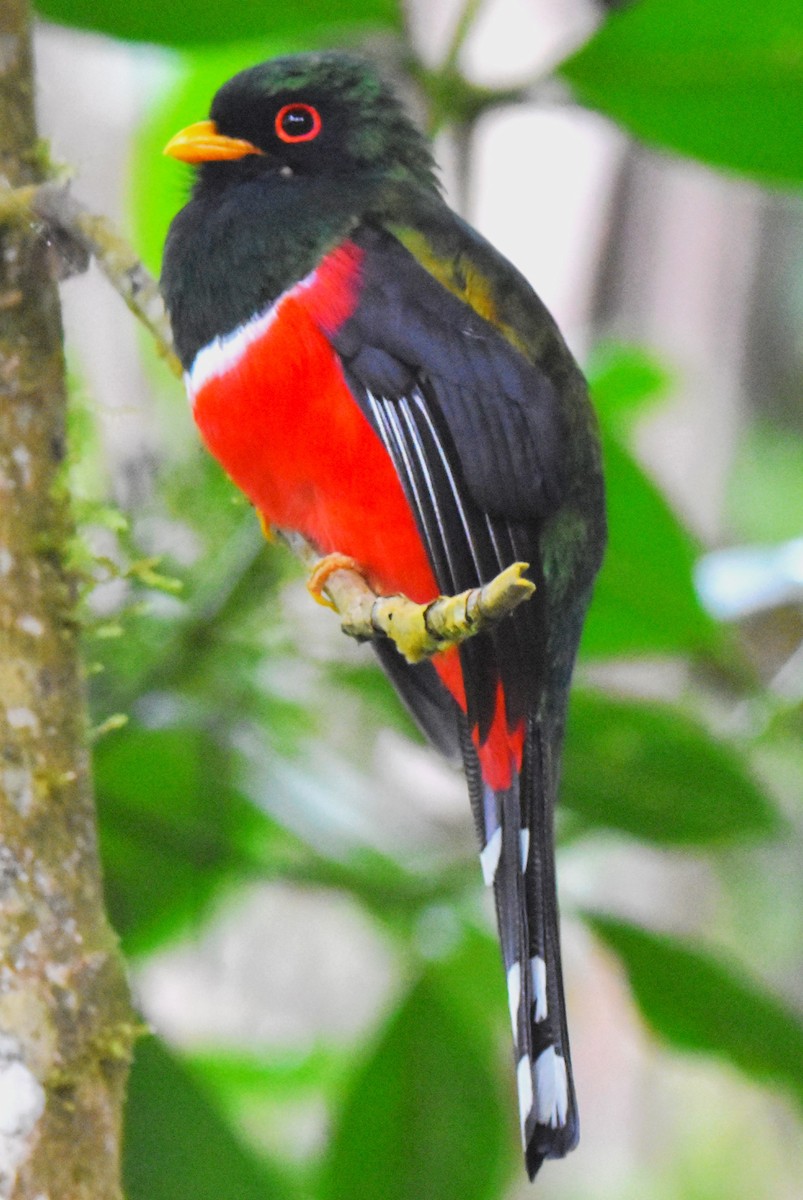 Masked Trogon - ML620715282